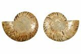 Cut & Polished, Agatized Ammonite Fossil - Madagascar #344486-1